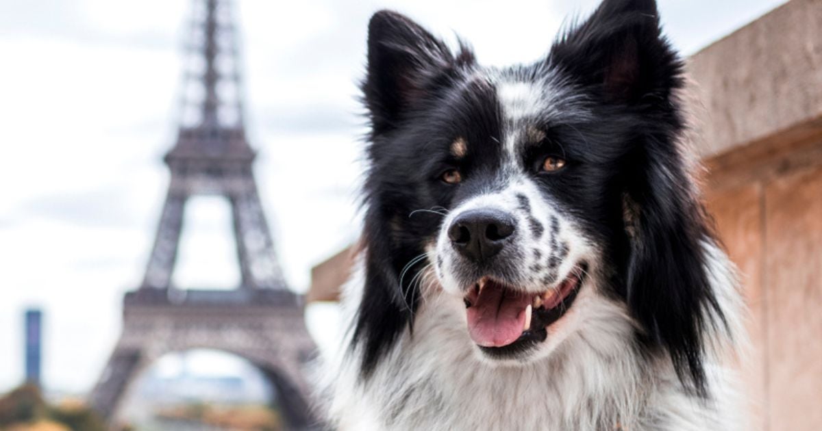 Para viajar com cachorro, é importante pensar primeiro em destinos que sejam pet friendly