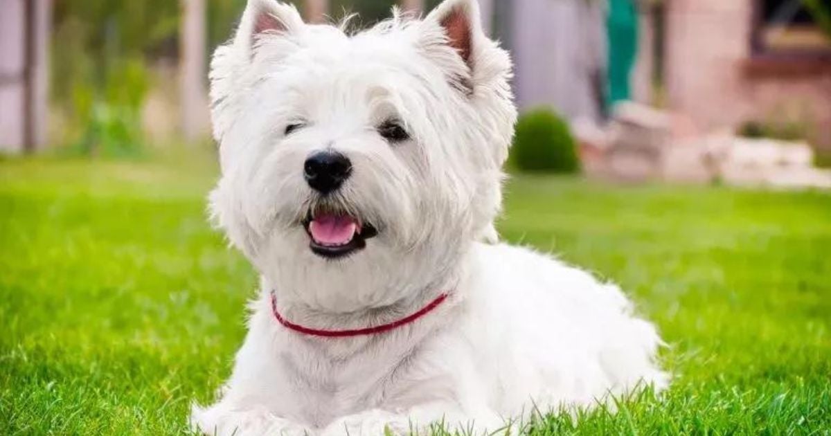 O West Highland White Terrier é um cão escocês cheio de energia e com muito amor para dar 