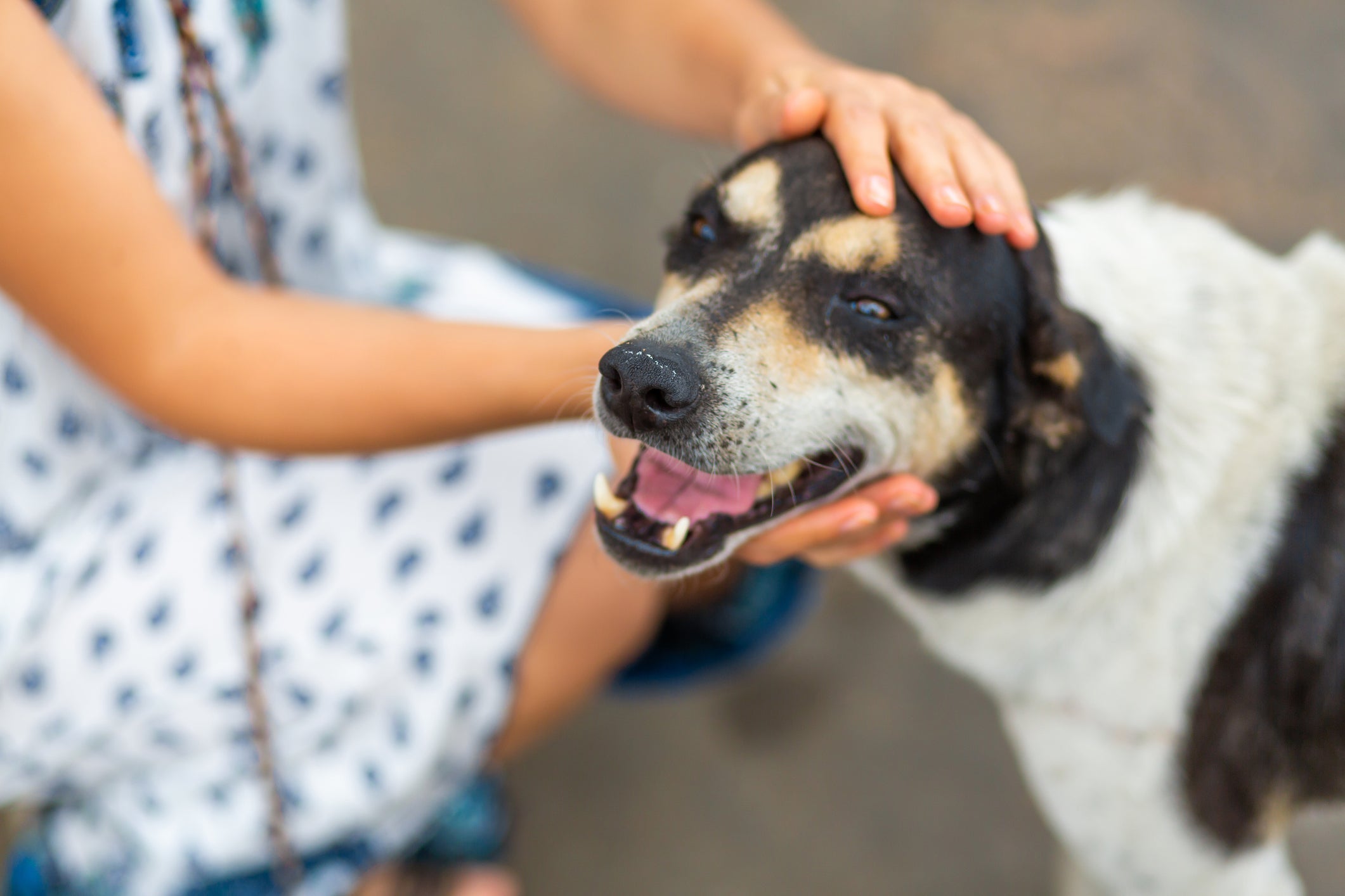 Adotar um cachorro: veja dicas para economizar nos cuidados com o pet