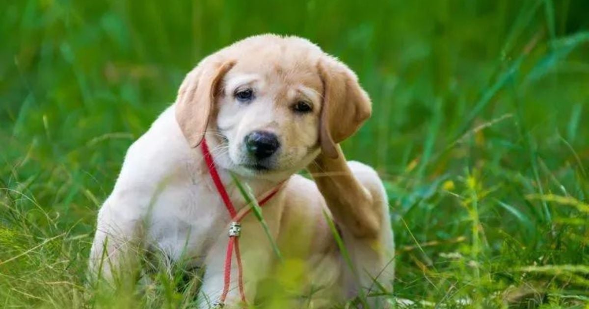A alergia em cachorro pode ter diferentes causas