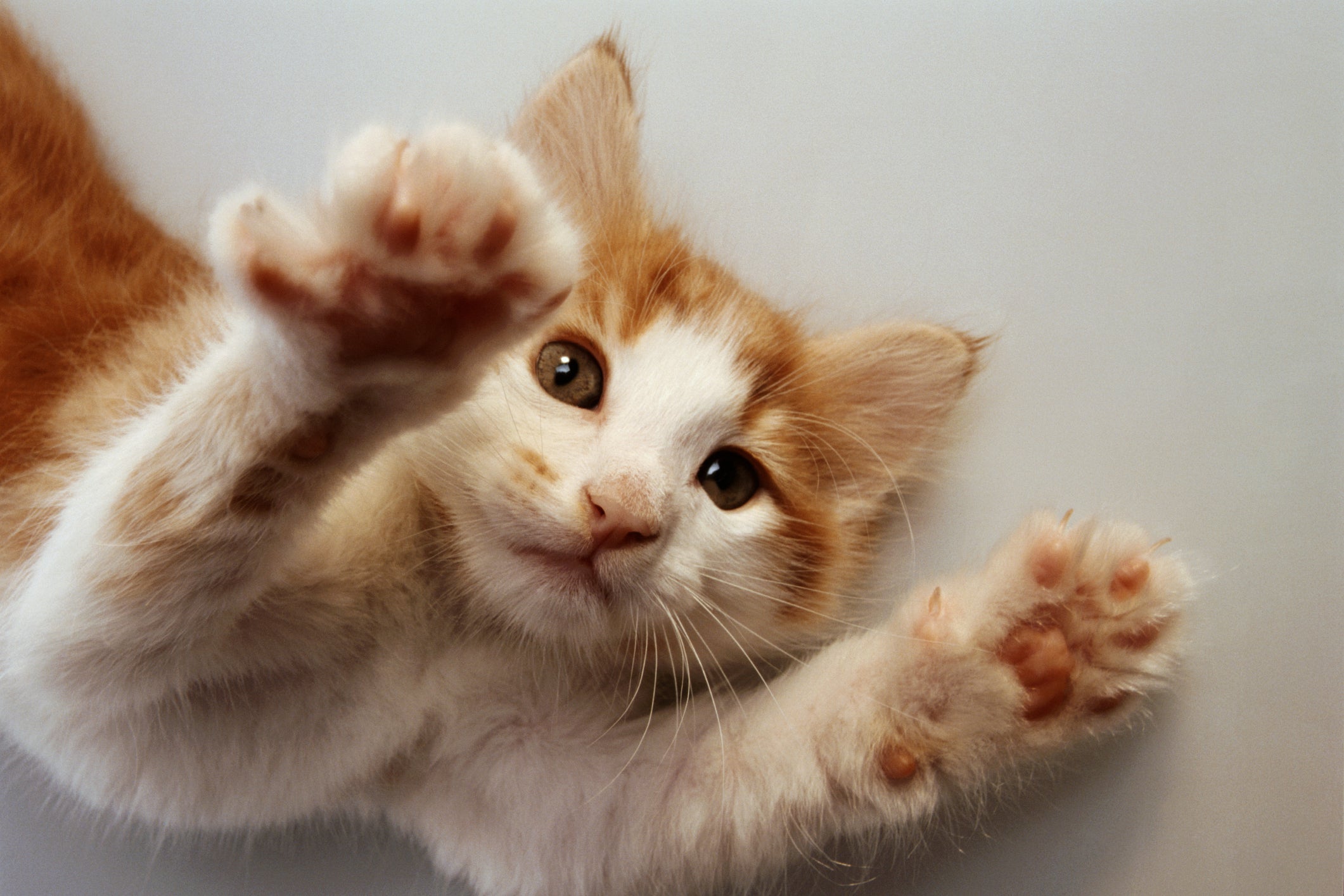 As almofadinhas da pata do gato protegem as articulações dos felinos