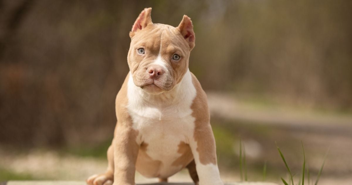 O American Bully pocket é um dos menores tamanhos da raça que parece Pitbull