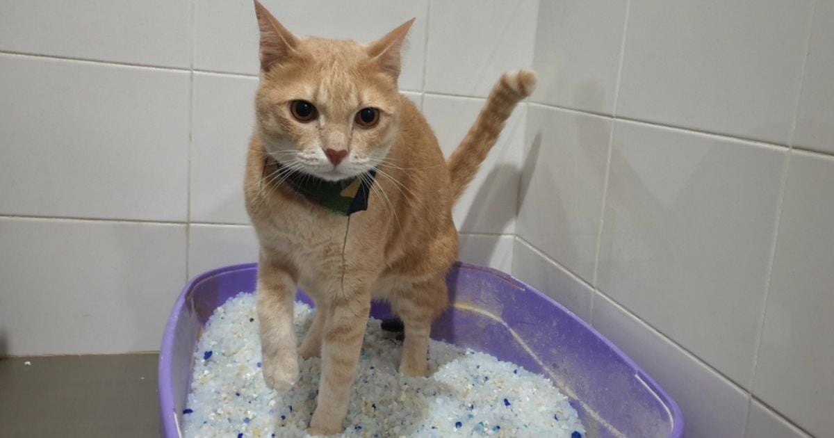 A areia sílica para gatos é prática e tem alta durabilidade