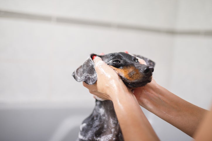 Sabia que é possível dar banho no cachorro em casa com efeito parecido com o do pet shop?