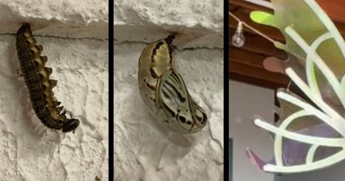 Casulo de borboleta tem um resultado impressionante: um borbolecão!