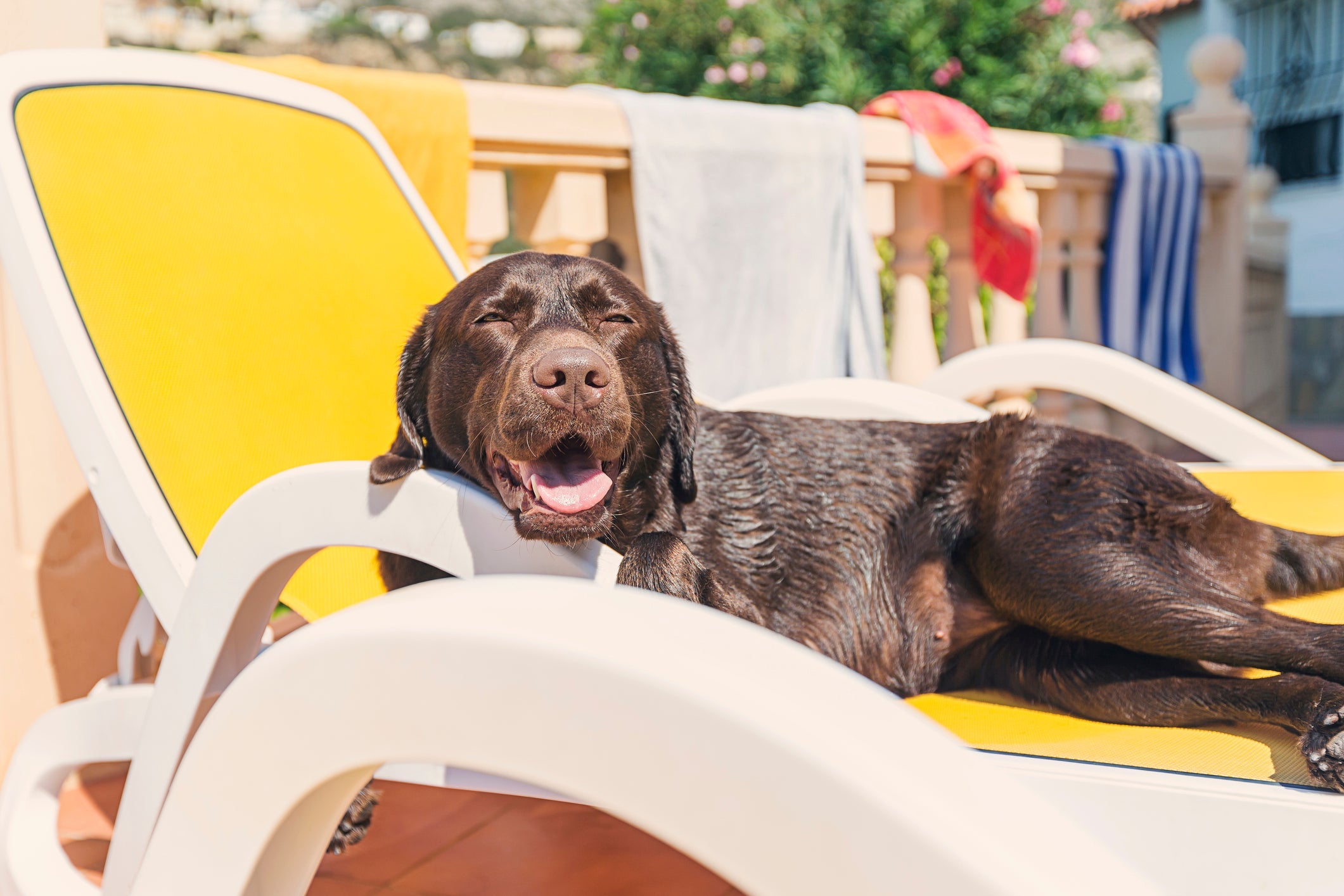 O cachorro com calor excessivo pode sofrer com respiração ofegante, perda de apetite e confusão mental