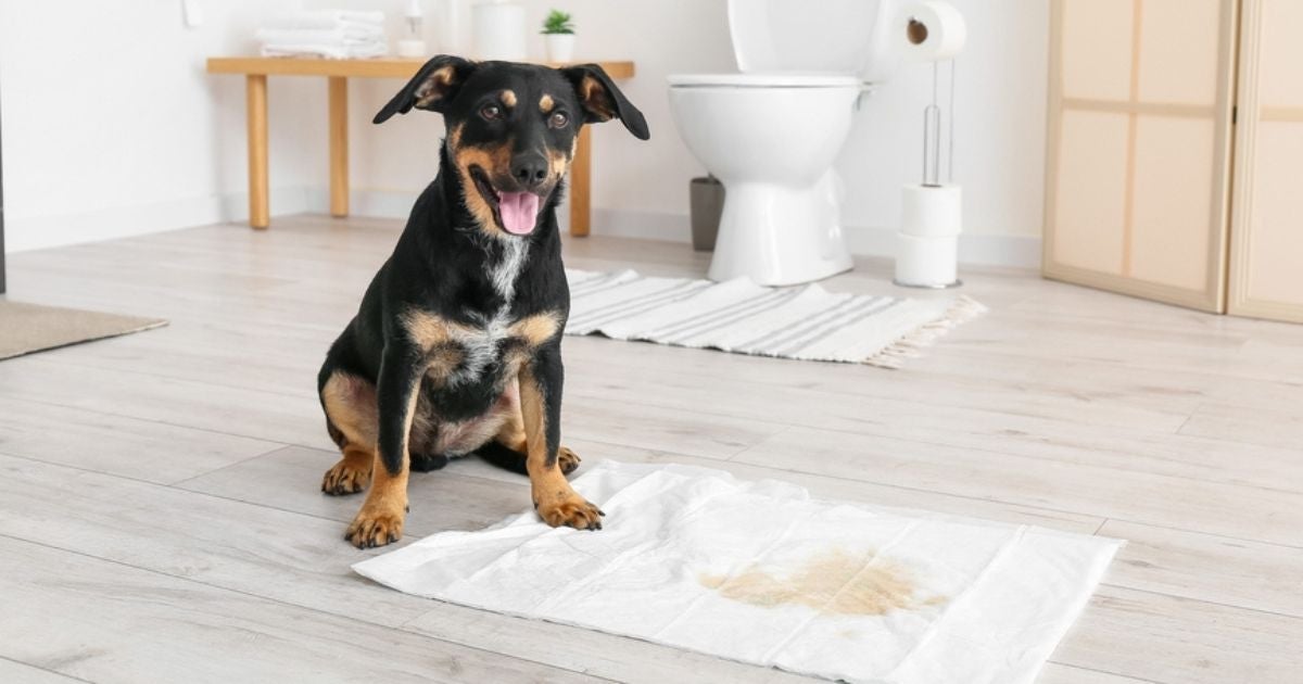 O mau cheiro quando se tem cachorro de apartamento pode ser evitado com dicas simples