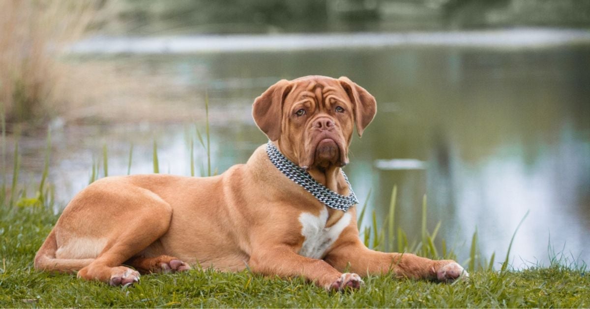 A expectativa de um cachorro pode variar por causa de diferentes fatores
