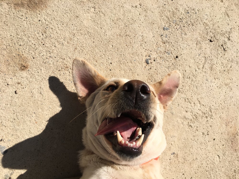 Cachorros felizes têm uma melhor qualidade de vida