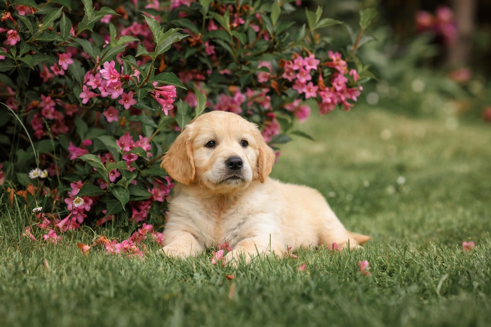 O Golden Retriever filhote é cheio de energia: veja quanto ele custa