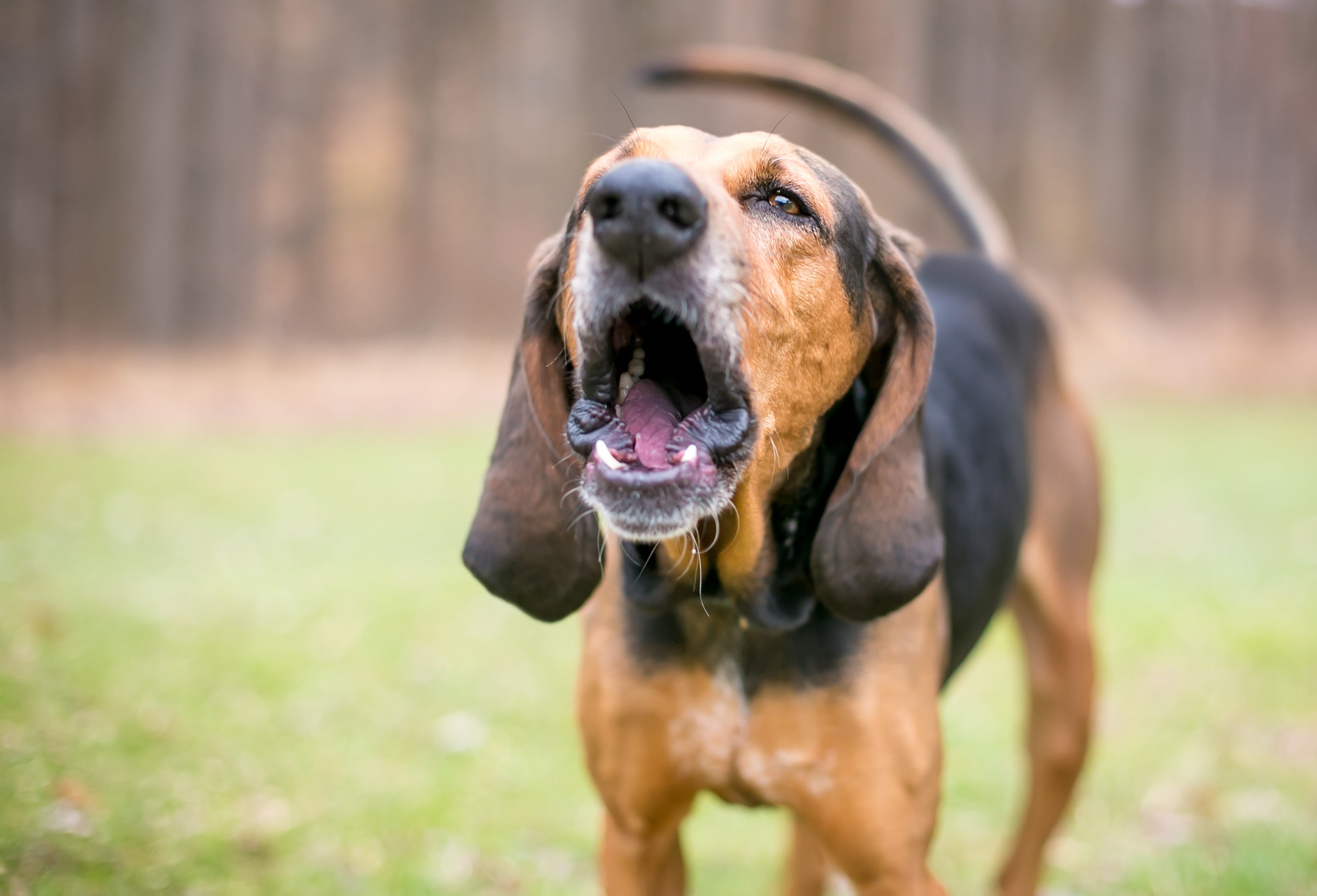 O latido de cachorro é um comportamento natural da espécie e importante ferramenta de comunicação