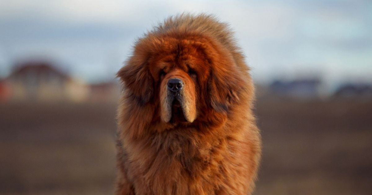 O cachorro mais caro do mundo custa mais de R$ 1 milhão