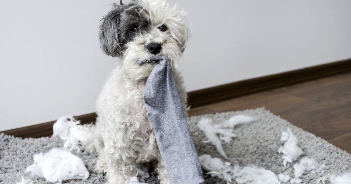 O cachorro sabe quando faz coisa errada, mas não do jeito que imaginamos