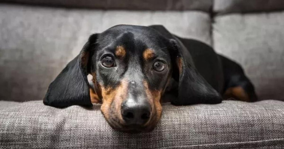 O cachorro sente cólica por inúmeros fatores. Entenda mais sobre as dores abdominais!