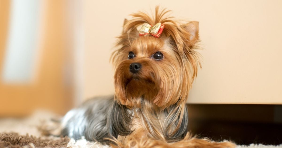 Os cachorros pequenos peludos são os grandes companheiros de muitas famílias 