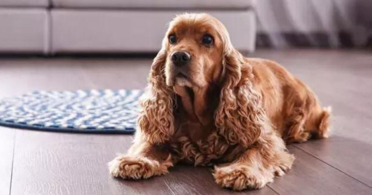 O cio de cachorro é dividido em diferentes fases