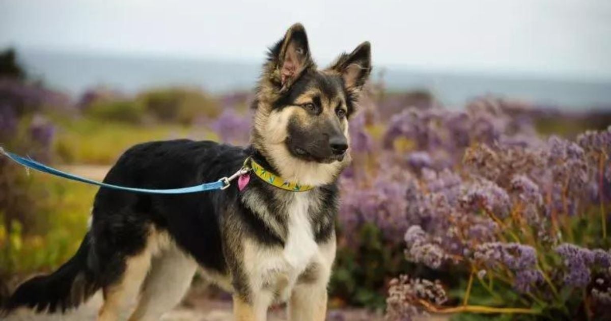Saiba quais são os melhores tipos de coleira para cachorro grande