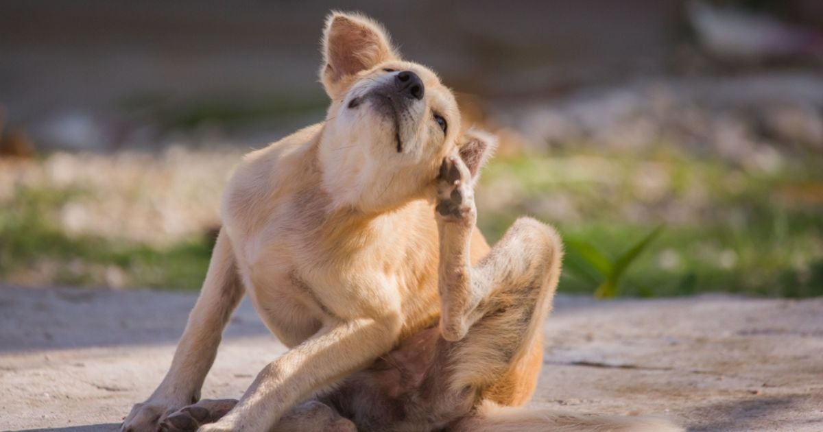 Como matar pulga de cachorro: veja algumas opções de produtos caseiros que podem ajudar nessa tarefa