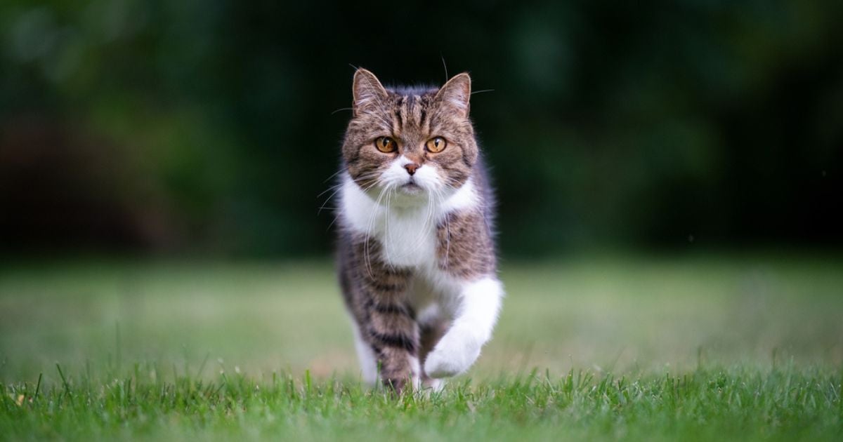 Uma forma de como chamar um gato é fazer o clássico "pss pss"