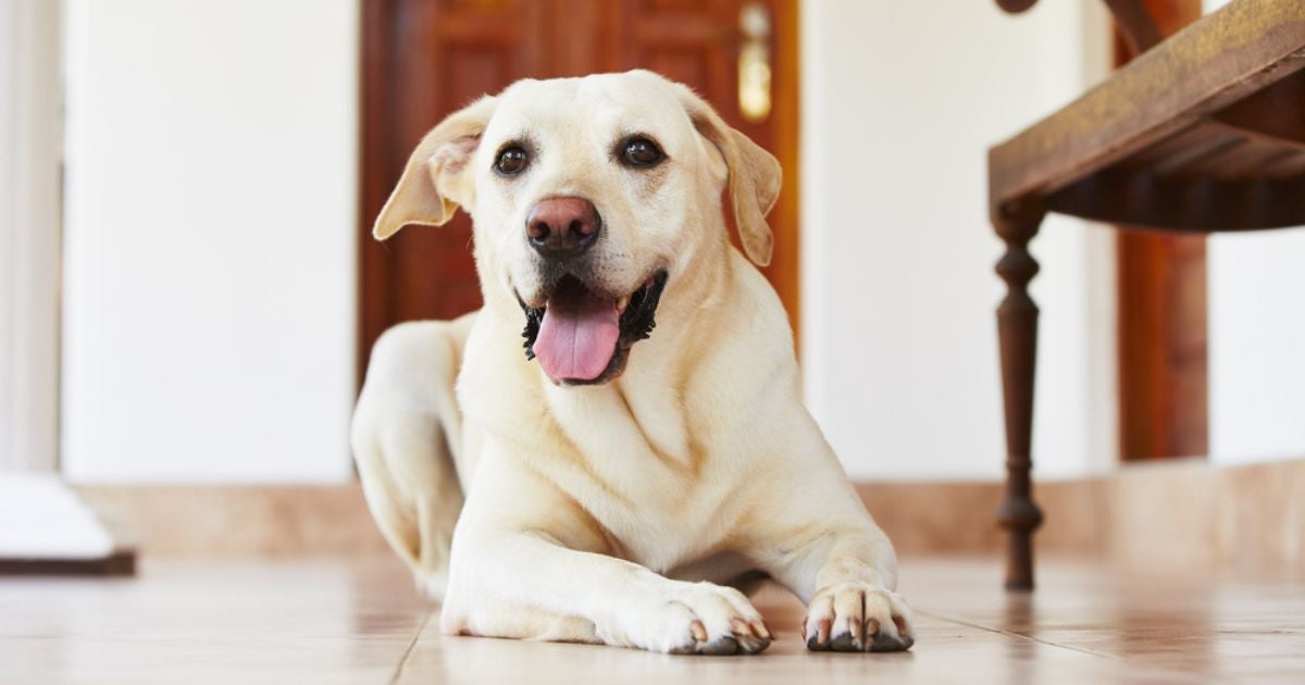 Saber como deixar o cachorro sozinho ajuda a dar mais bem-estar para o pet na ausência do tutor