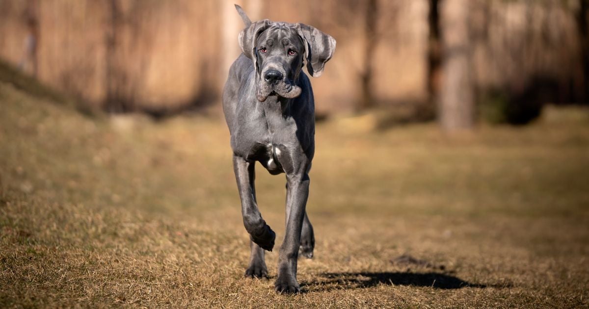  O Dogue Alemão precisa de carinho e uma rotina de exercícios 