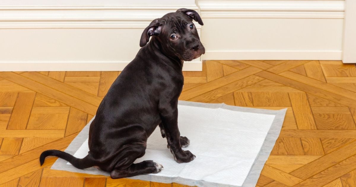 O educador sanitário para cães evita o xixi espalhado pela casa