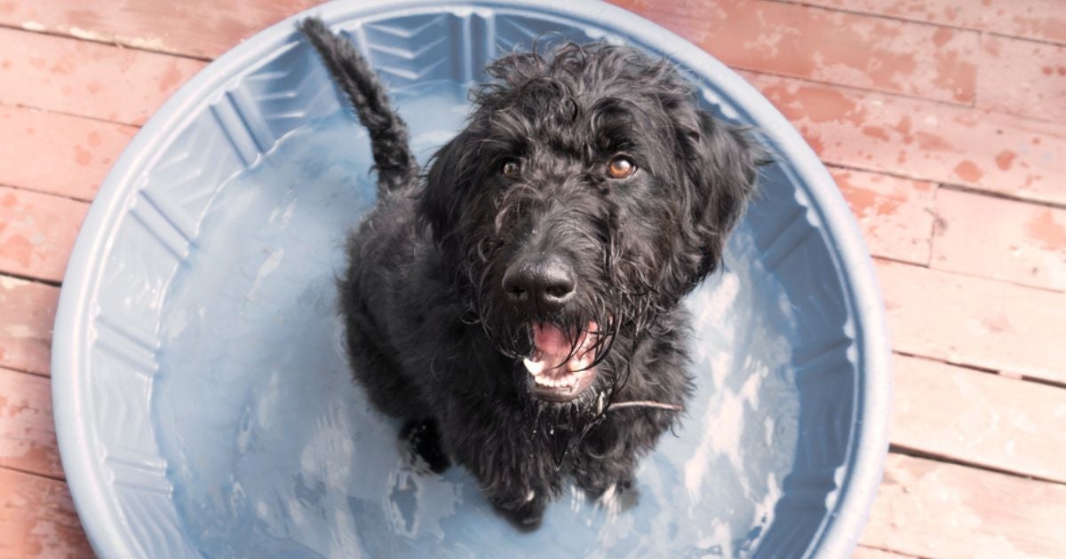 É possível deixar o cachorro com calor mais fresco e super entretido ao mesmo tempo