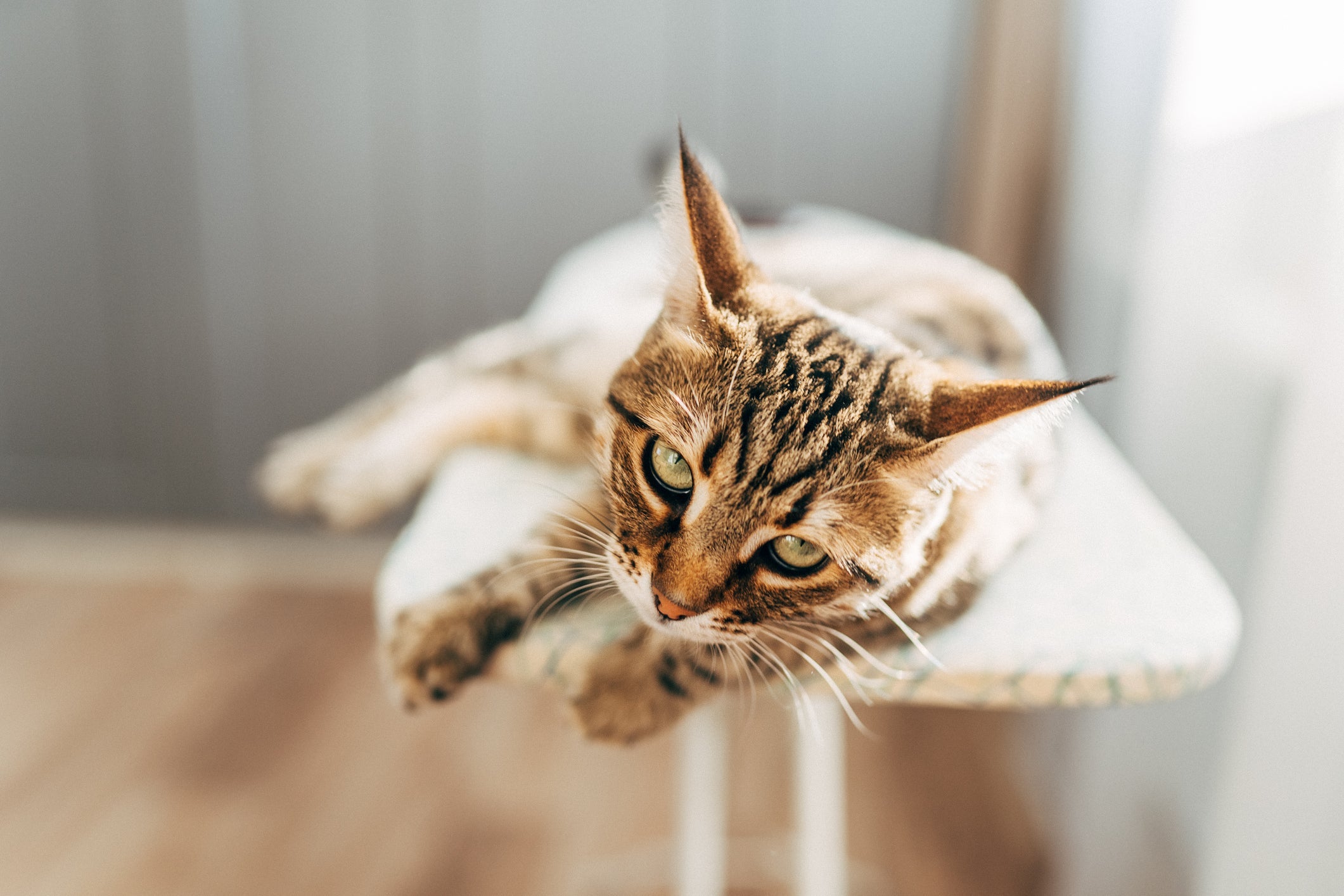 A esporotricose é uma doença infecciosa grave que pode afetar gatos, outras espécies e humanos