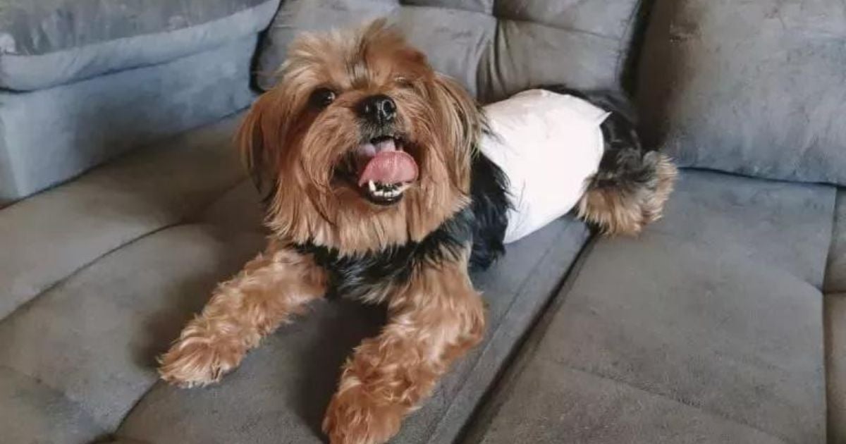 A fralda para cachorro pode ser muito útil em diferentes ocasiões