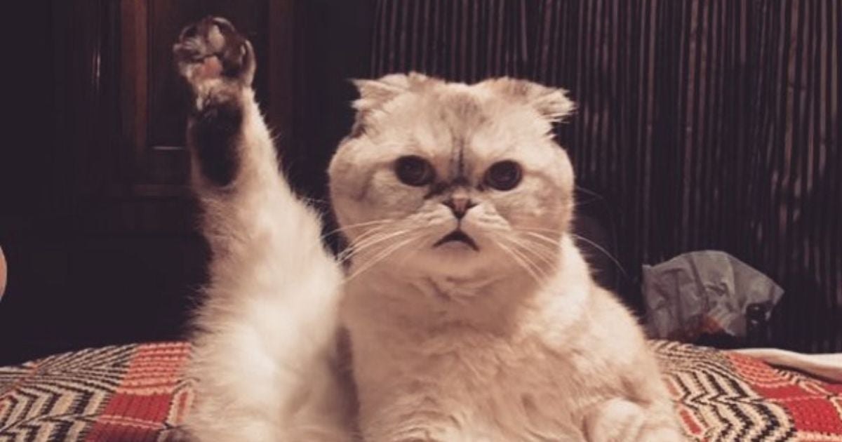 Fortuna da gata de Taylor Swift vem de linha de produtos, além de participações em comerciais e clipes (Créditos: Instagram/@taylorswift)