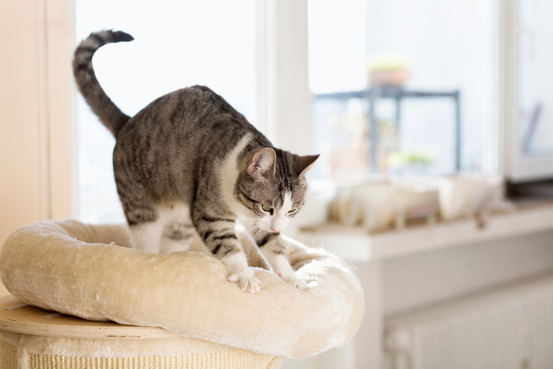  O que está por trás do gato amassando pãozinho? Descubra o que significa esse comportamento 