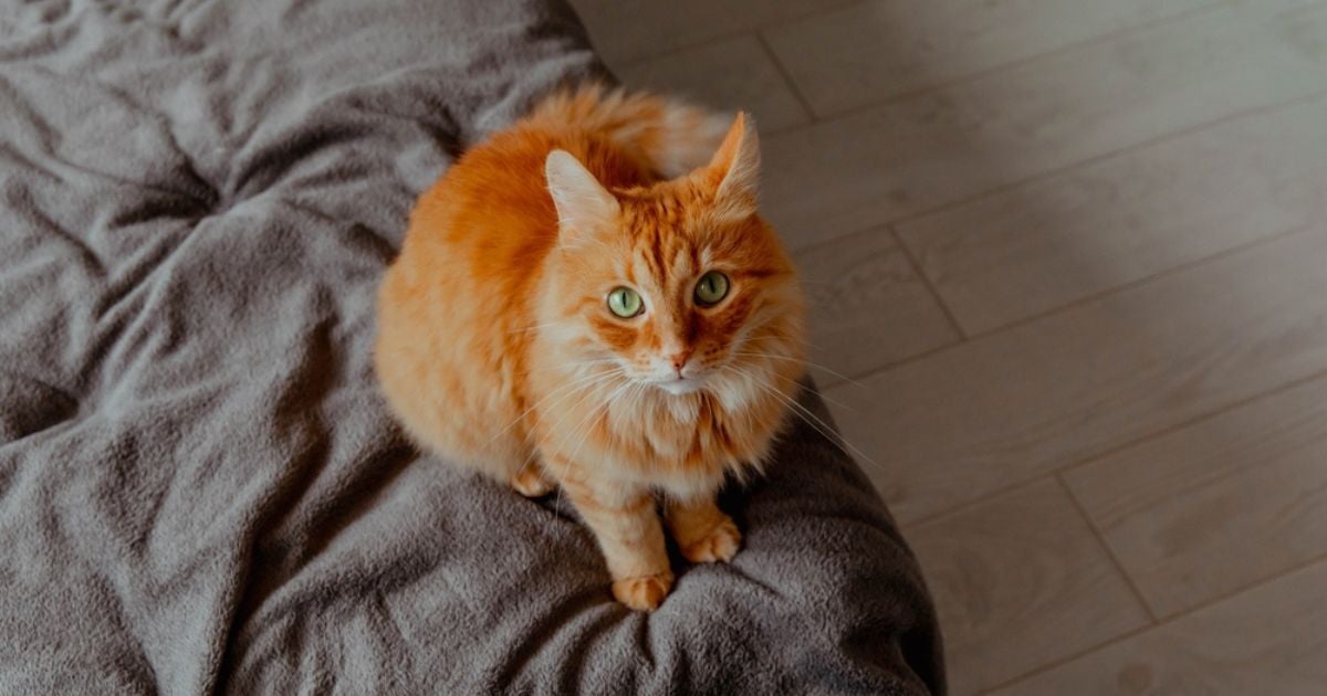 Muitos motivos explicam por que os gatos amassam pãozinho