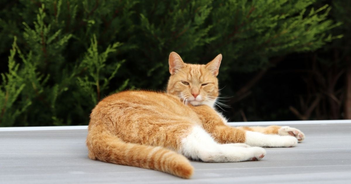 O gato com a cauda baixa ou sem conseguir movimentar o rabo é sinal de que tem algo de errado