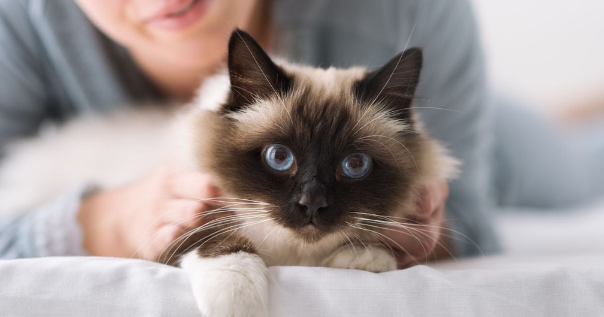 Um gato feliz é sinônimo de um gato que recebe todos os cuidados de que precisa
