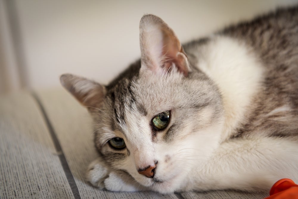 Os sinais de um gato triste incluem falta de apetite e alterações no sono