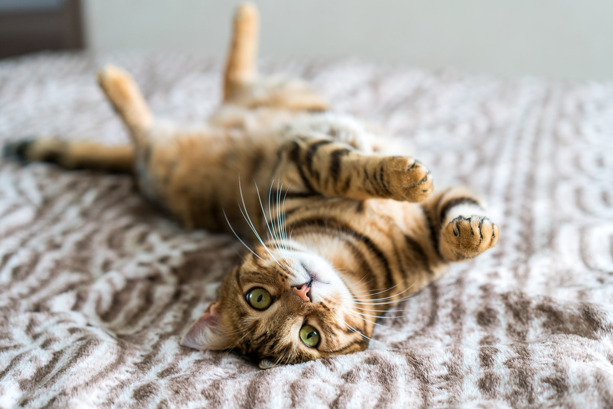 Gato feliz: veja o infográfico e descubra como seu bichano demonstra felicidade