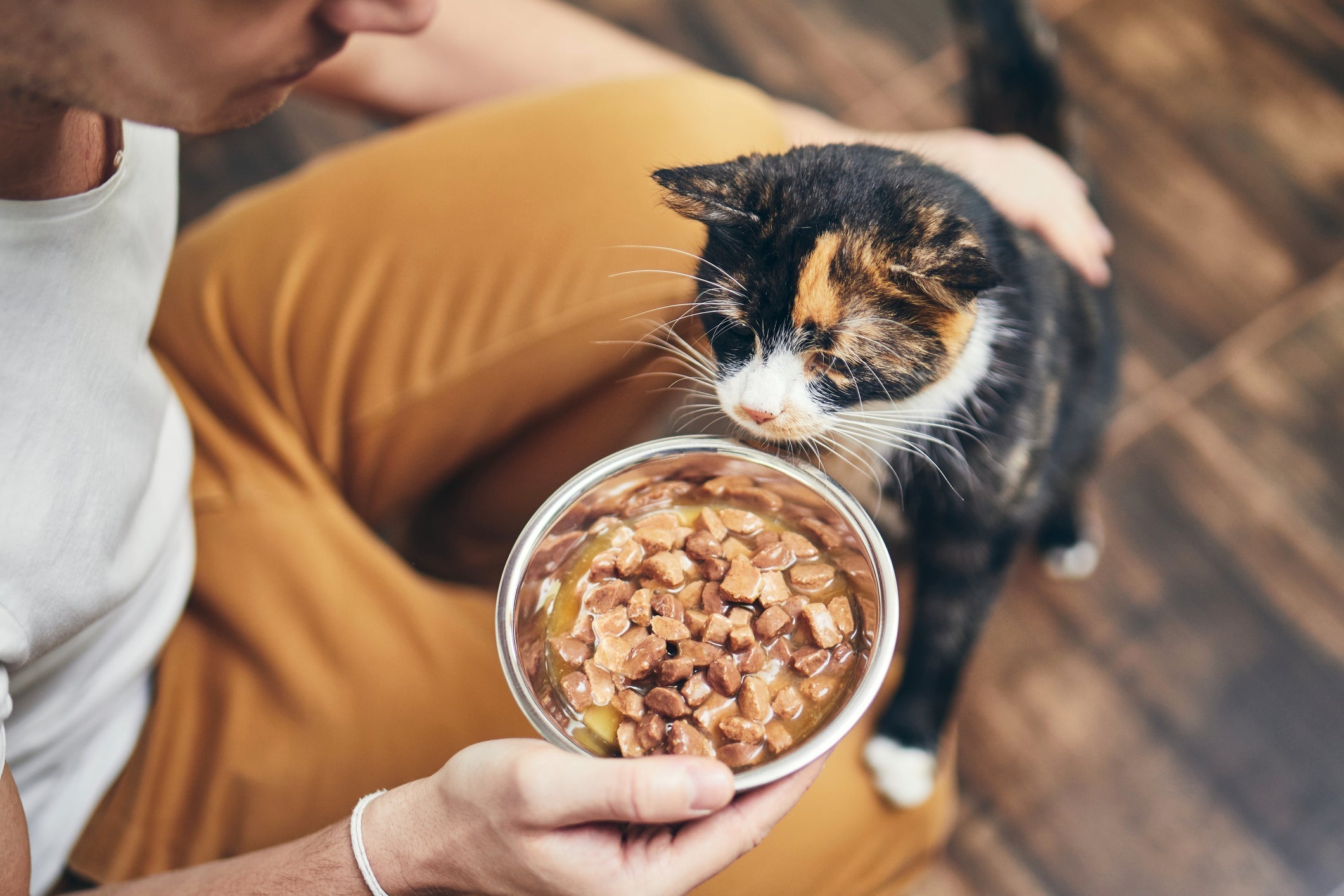 O sachê para gatos é o alimento preferido da espécie