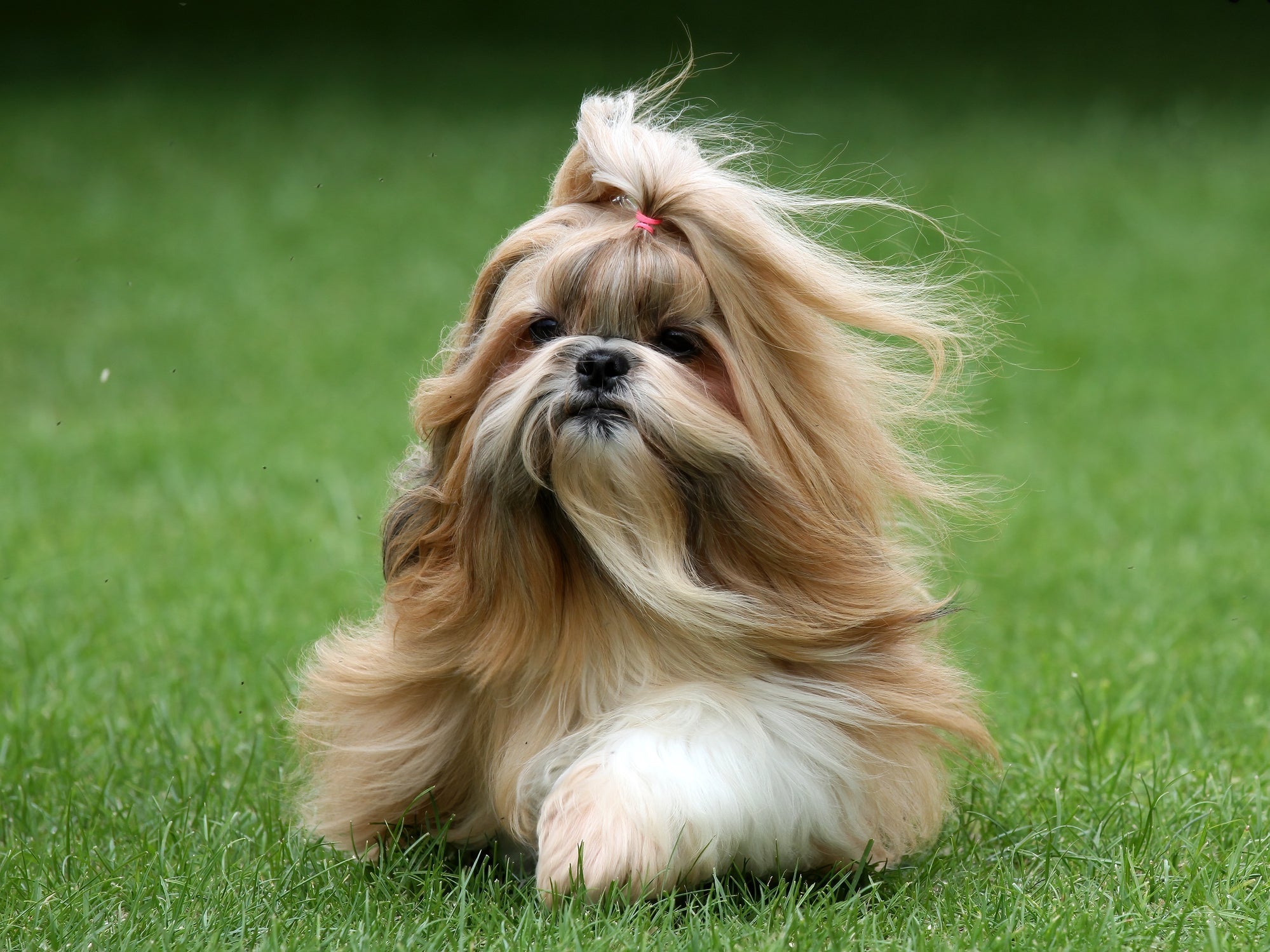 Uma raça de cachorro que não solta pelo surpreendente é o Shih Tzu