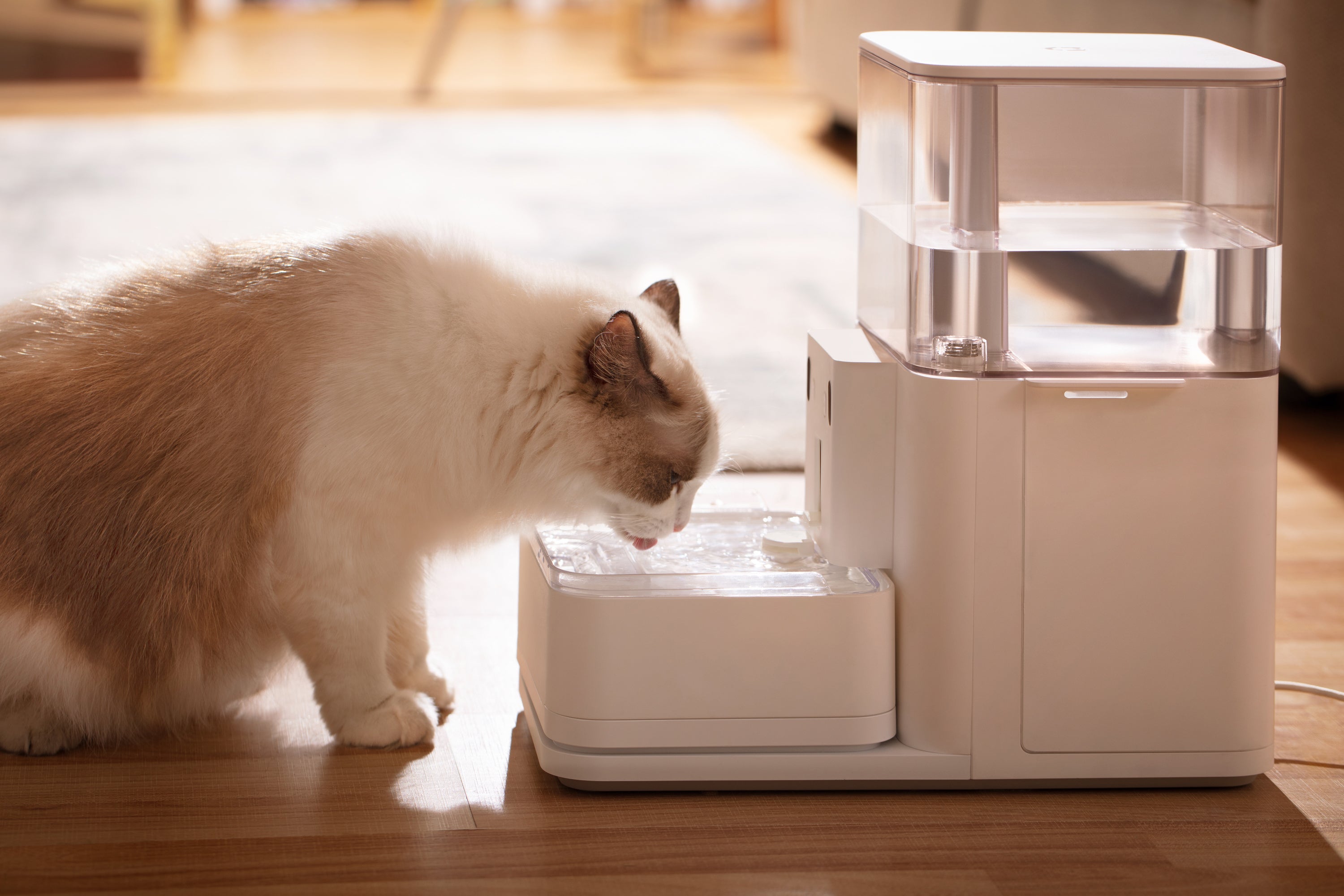 Gatos sentem calor e precisam se hidratar bastante no verão 