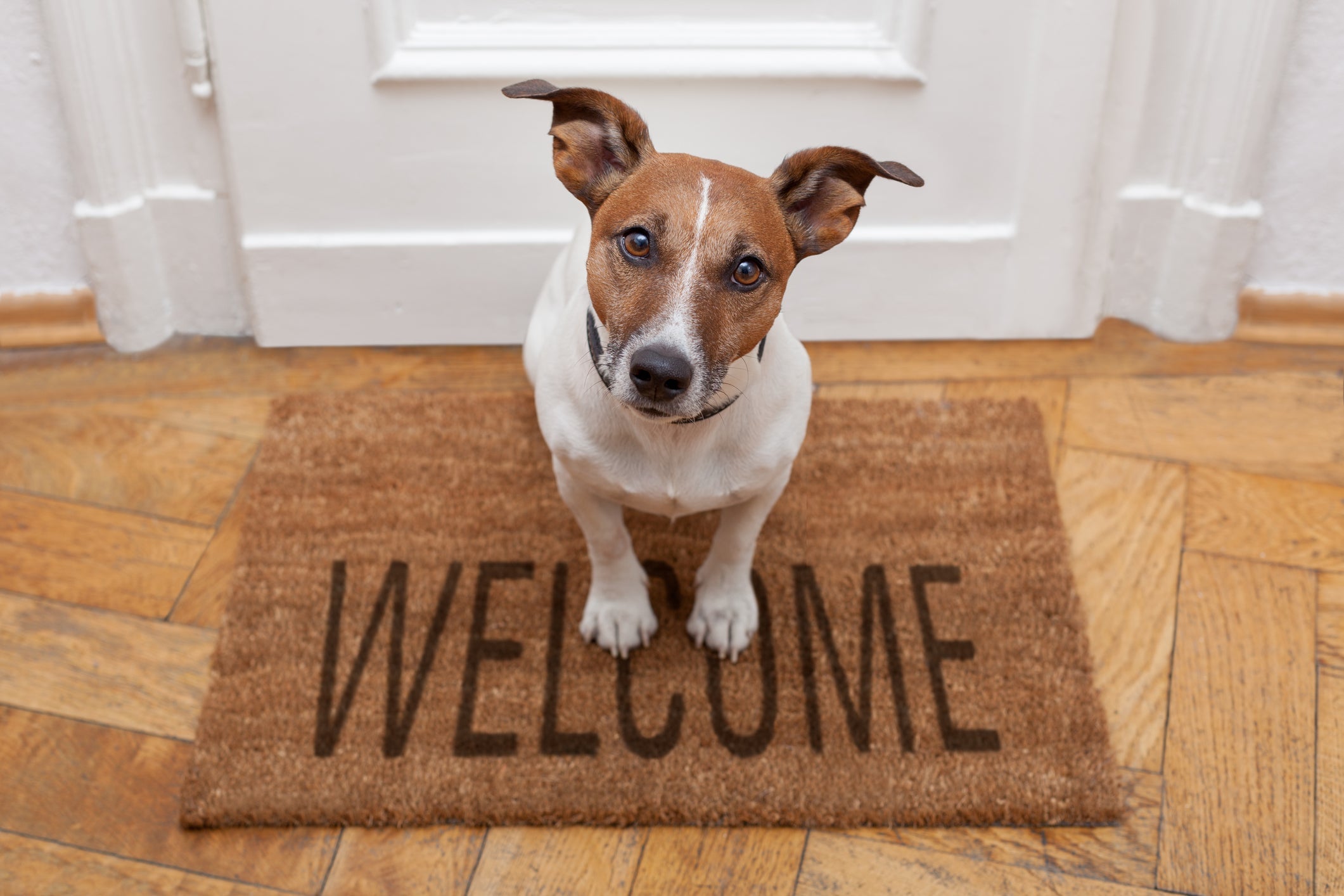 Cachorro feliz: pode fazer “festinha” para o peludo quando chega em casa?