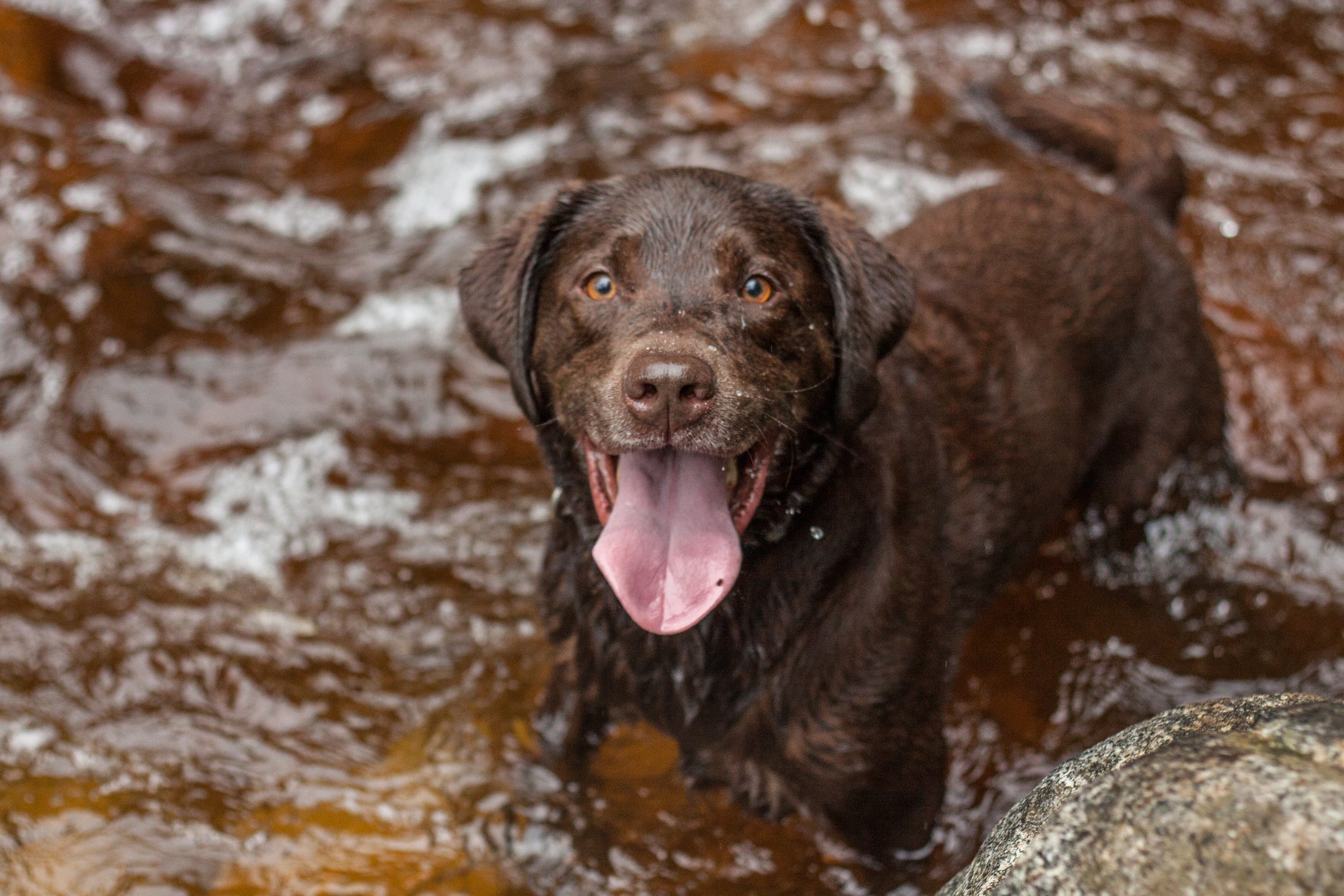 O cachorro com calor precisa de atenção!