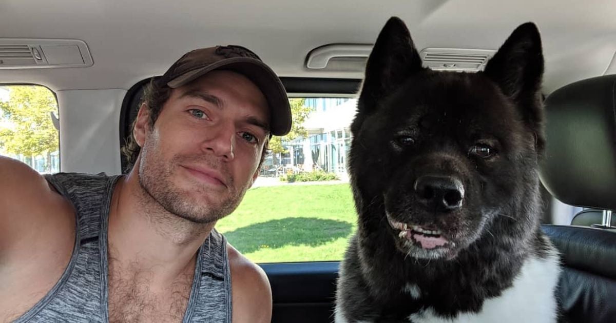 Celebridades também possuem gatos e cachorros famosos que encantam o mundo inteiro