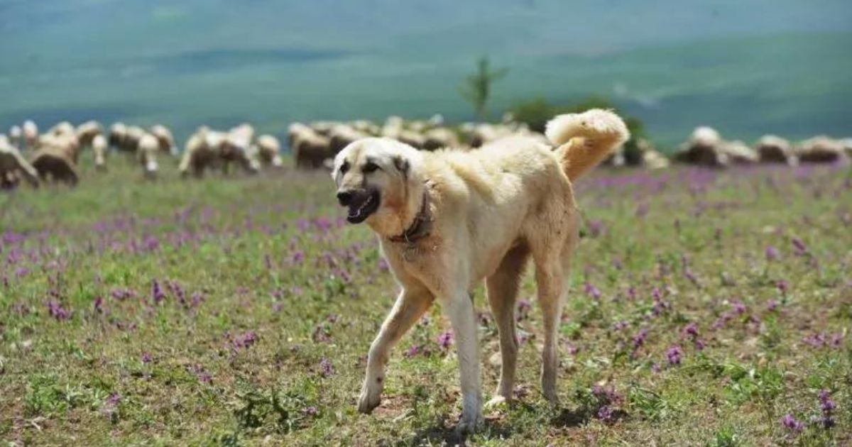 O Kangal é um cachorro de origem turca e porte gigante