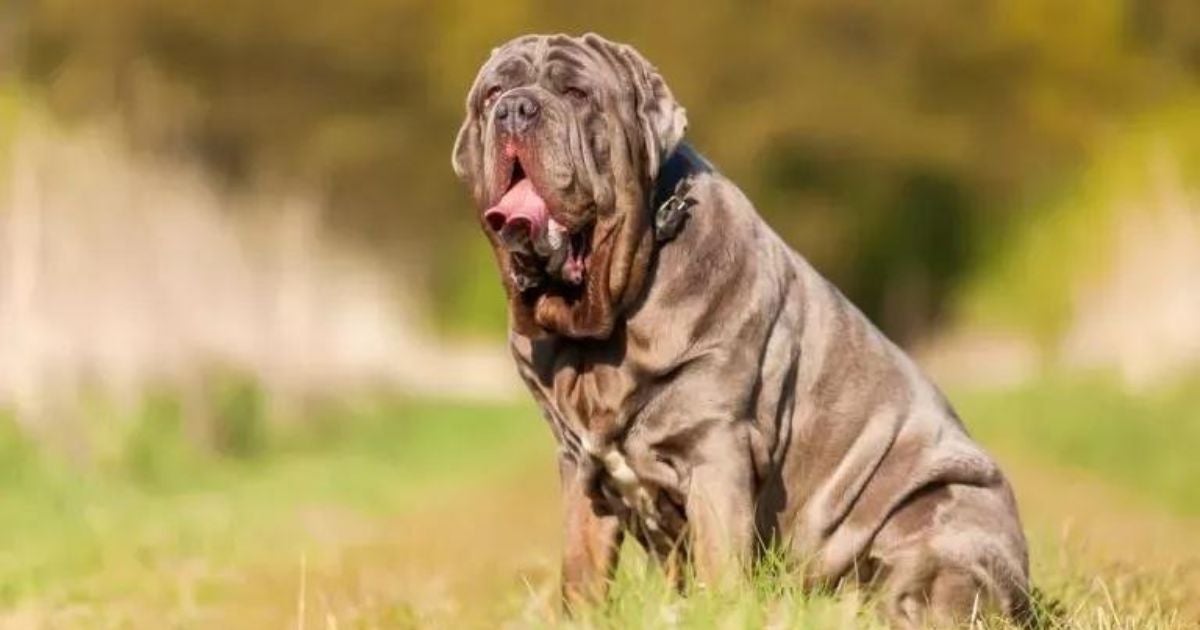O Mastim Napolitano é um cachorro gigante cheio de qualidades