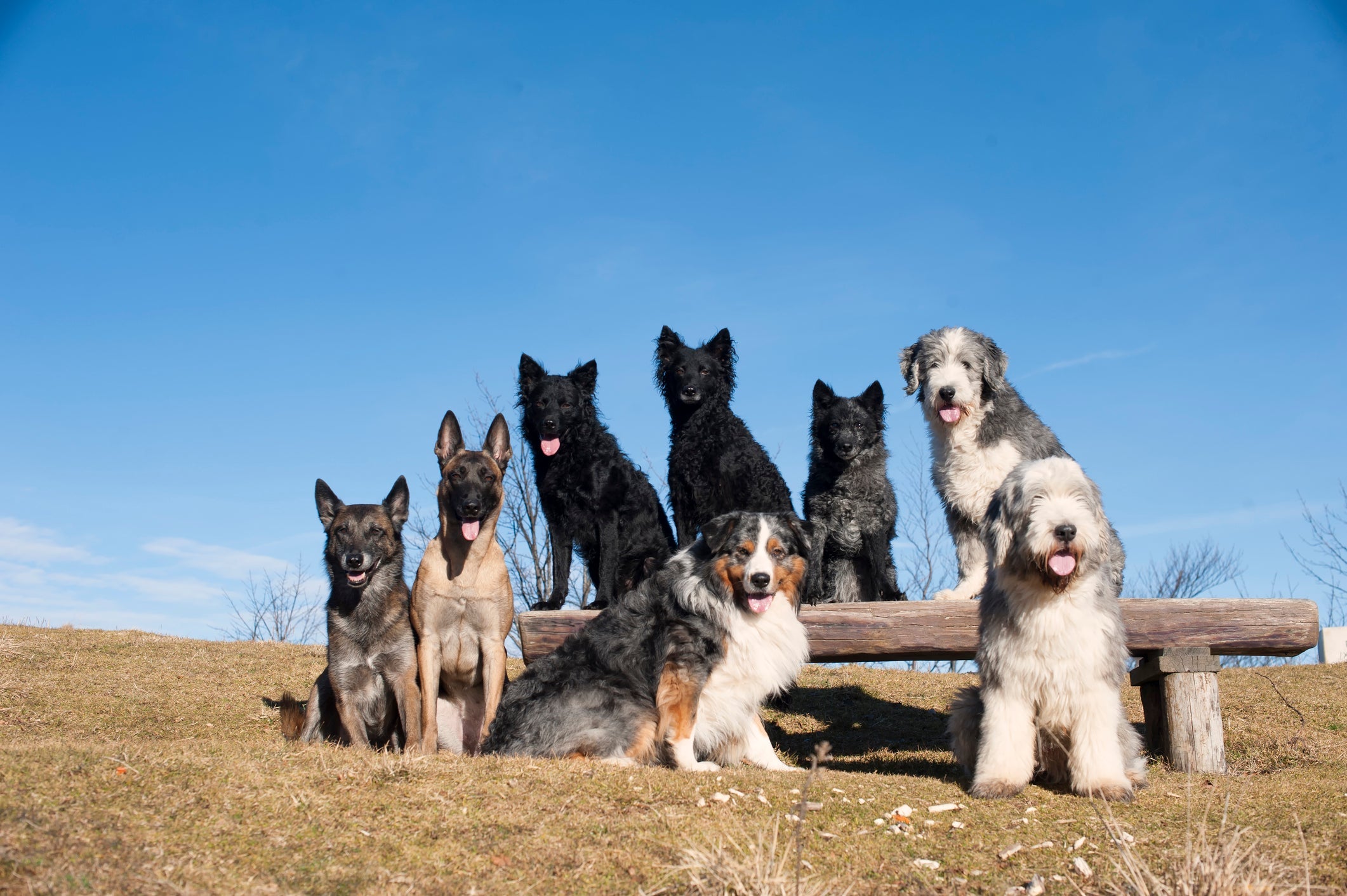 Matilha de cães: infográfico mostra como funciona a hierarquia social da espécie