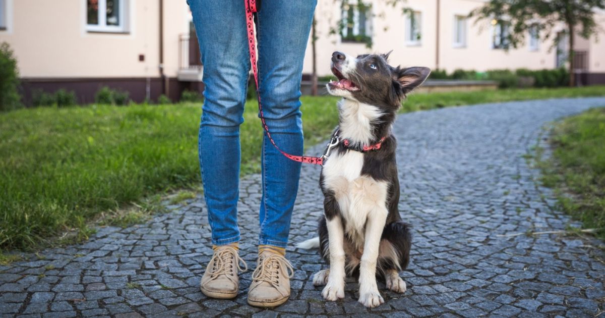 O tutor deve o ser o líder da matilha de cães