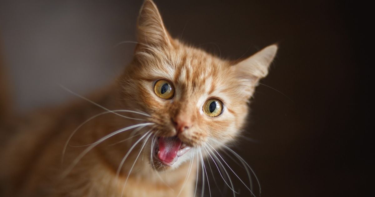 Infográfico: descubra as raças de gato que mais gostam de "conversar" com os tutores