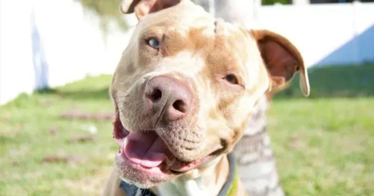 Confira a lista com 250 nomes para cachorro Pit bull