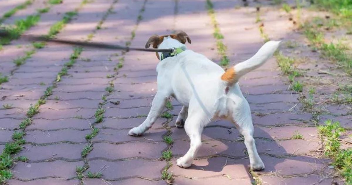 Descubra o que fazer com cachorro para ele parar de puxar na hora do passeio