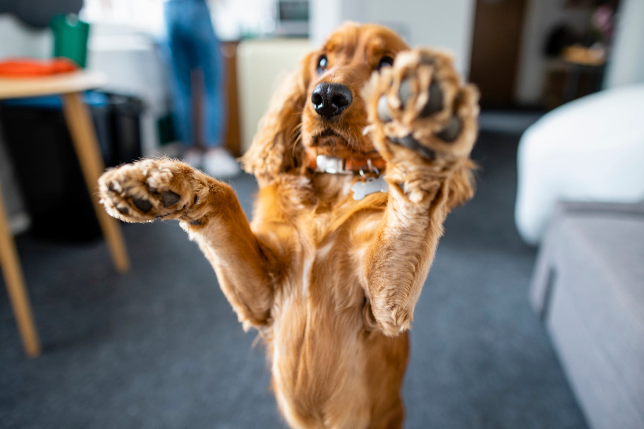 Descubra para que serve o coxim do cachorro